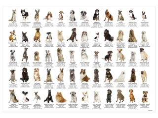 PODK�AD OKLEJANY EDUKACYJNY PSY