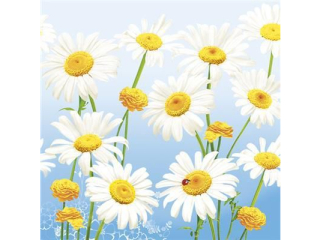 Serwetki POL-MAK WIOSNA Daisy Lunch 33cm 20szt. Lovely Marguerites on Blue SD_WI_008901 [opakowanie=24szt]