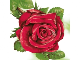 Serwetki MAKI og�lne 023001 czerwona r�a