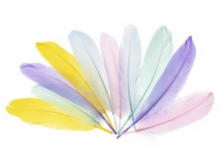 Pi�rka g�sie Pastelowy mix PI 1