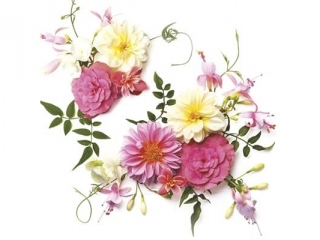 Serwetki POL-MAK Daisy Lunch 33cm 20szt. Delicate Flowers Composition SDOG026201 [opakowanie=24szt]