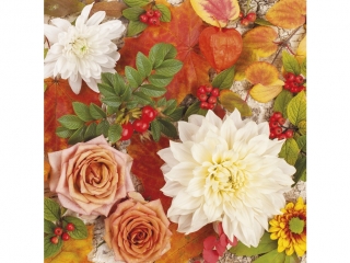 Serwetki MAKI og�lne 049601