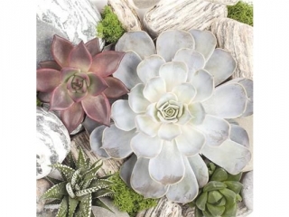 Serwetki Lunch Og�lne 048801